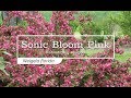 30 Seconds with Sonic Bloom® Pink Reblooming Weigela