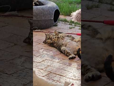 Theodora sunbathes her belly  #cat #dramaticcats