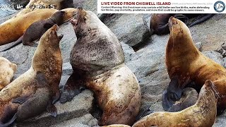 ASLC Live Cam of Endangered Steller Sea Lions in the Gulf of Alaska live webcam
