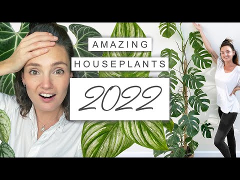 , title : 'The BEST Indoor Plants This Year 🌿 Top House Plants 2022'