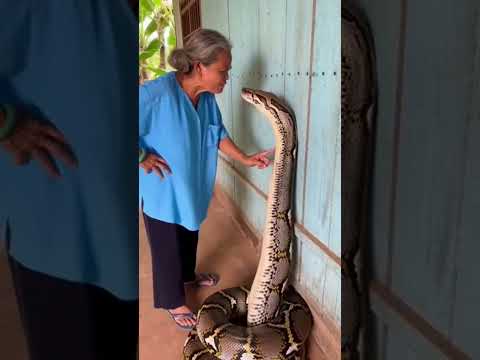 ไก่บ้านอื่นเยอะแยะ ไม่ไปงับห่ะ #funny #weirdfacts #งู #ดุด่า #snake #blame