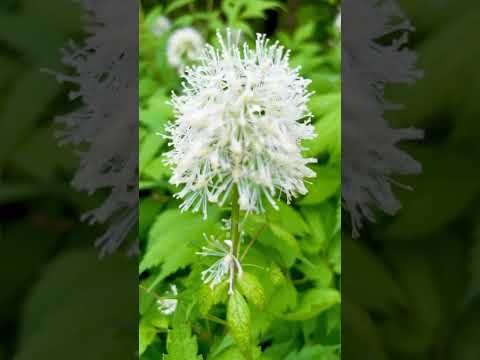 #430 | #LikeUniverse | #Flower | #Kadir