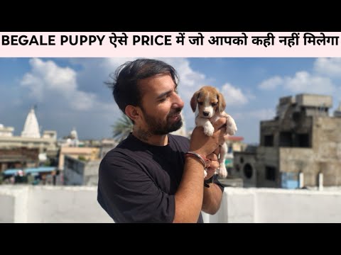 "Meet the Adorable Begale Puppy: Cuteness Overload & Joyful Adventures Await!"[Bhopal pet shop]