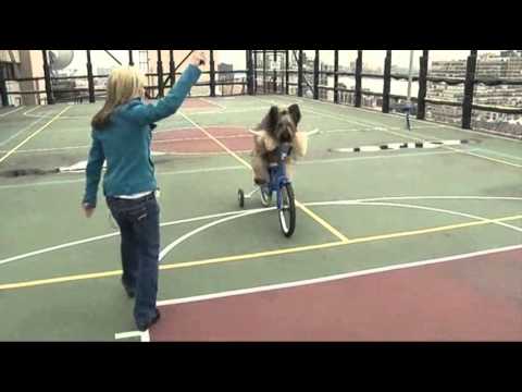 Куче в САЩ се научило да кара колело