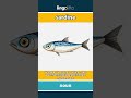 sardine (noun) - definition and usage in English