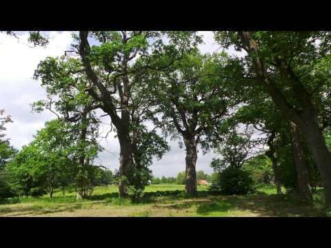 SKOVTUREN TIL SVENSTRUP GODS