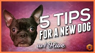 Video: Bringing home a new dog