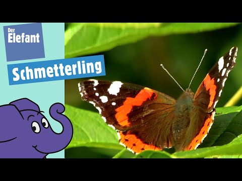 Haben Schmetterlinge einen Rüssel? | Der Elefant | WDR