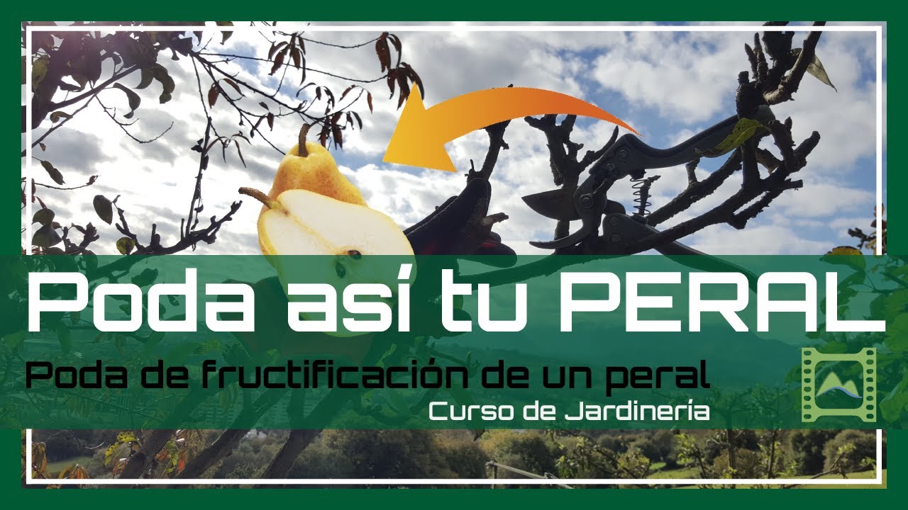 🌳 Cómo PODAR correctamente un PERAL 🍐 [v 59] Curso básico de Jardinería 2021 | LdN