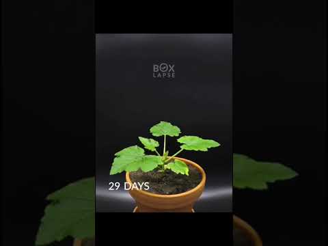 Boxlapse 💙 78 days in one minute! Seed to zucchini 🥒#timelapse #zucchini #boxlapse #shorts