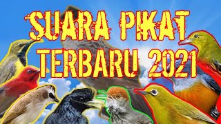 Download lagu SUARA PIKAT SEMUA JENIS BURUNG KECIL TERBARU versi... mp3