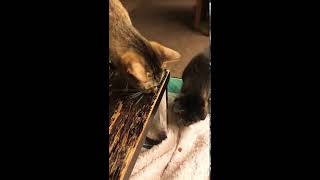 オヤツを独り占めした猫/A cat that monopolizes a snack