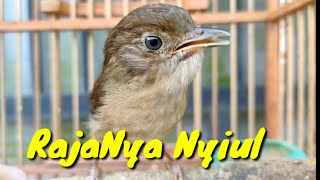 Download lagu RajaNya nyiul ! Burung Flamboyan Gacor Ngebren Rapat Nyerecet mp3 Download lagu RajaNya nyiul ! Burung Flamboyan Gacor Ngebren Rapat Nyerecet mp3