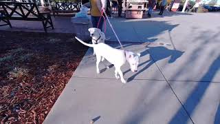 Mata Dogo Argentino pure Dogo puppies