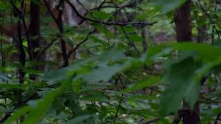 I See A Beautiful Deer Near My Home While I Walk To Bus Stop .