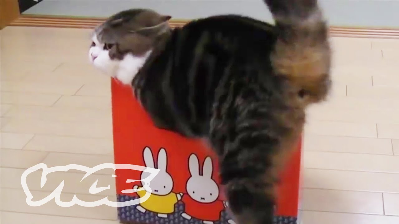 Why Are Cats Breaking the Internet? | The Cute Show