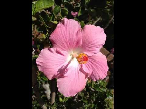 Hawaii Buddhism, Buddhist Sermon in English: Suffering of Separating from Loved Ones