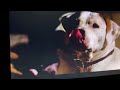 Homeward Bound 2 Lost In San Francisco Chance Been Found
