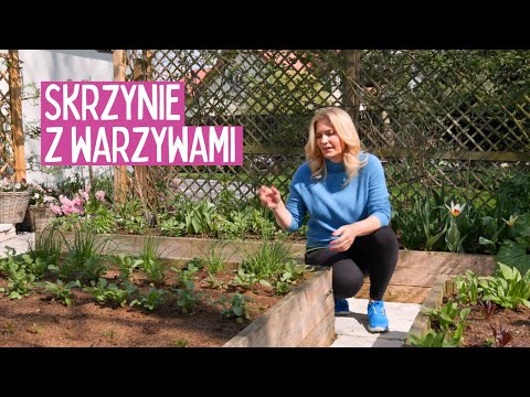 Raised beds - how they work - I plant lettuce