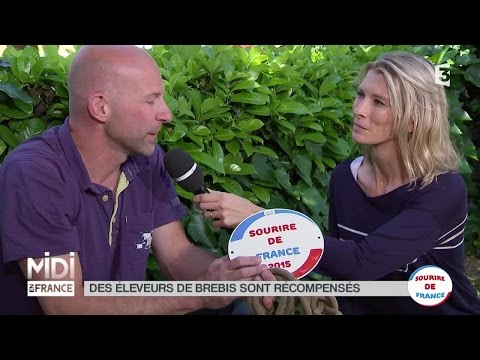 ANIMAUX : Dans les Pyrénées, les brebis vivent au rythme des estives