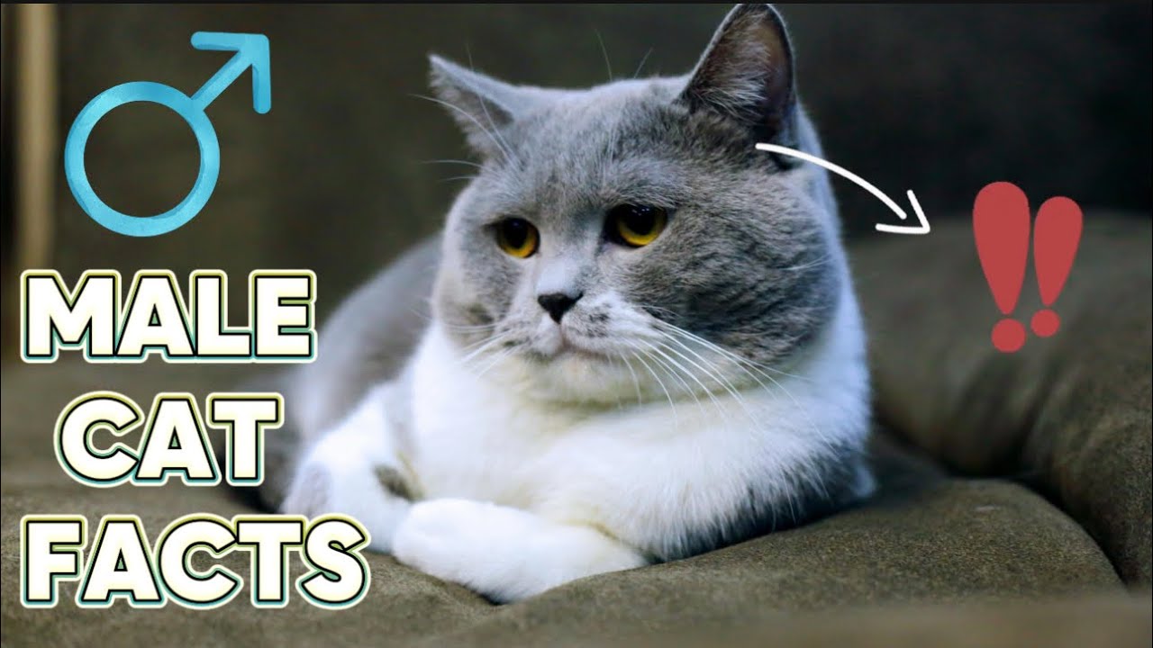 Top 10 Facts about Male Cats you didn’t know