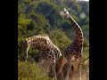 Giraffes Fighting #giraffe #fighting