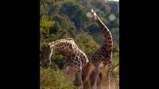 Giraffes Fighting #giraffe #fighting