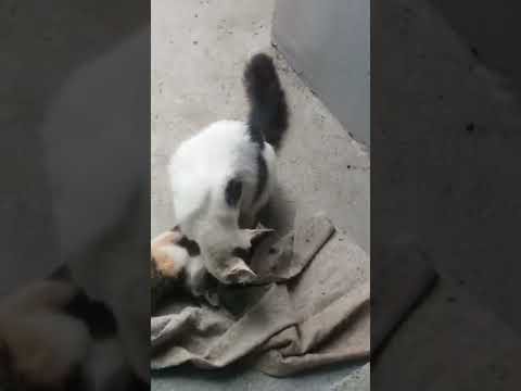 how do kittens play?