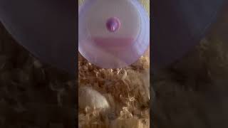 #ハムスター 🐹見に行ったら想像以上に可愛かった　#ロボロスフスキ　#ホワイト