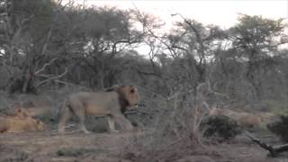 Download lagu Lion brawl at andBeyond Phinda mp3