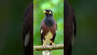 Download lagu Suara Burung Jalak Suren Gacor Full Durasi – Cocok untuk Masteran #kicaumania #kicaumanianusantara mp3 Download lagu Suara Burung Jalak Suren Gacor Full Durasi – Cocok untuk Masteran #kicaumania #kicaumanianusantara mp3