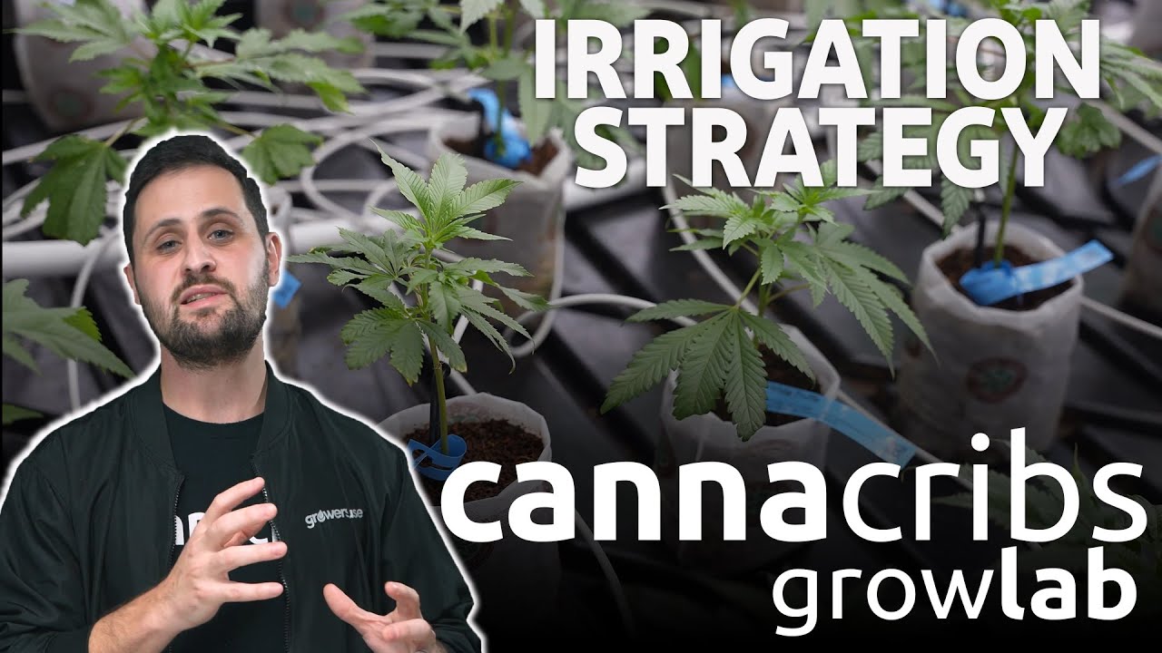 Advanced Drip Irrigation Techniques for Cannabis Cultivation