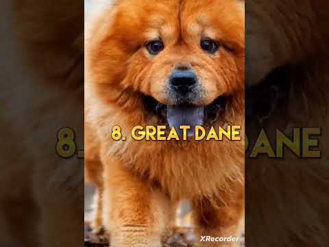 Top 10 Most Dangerous Dog