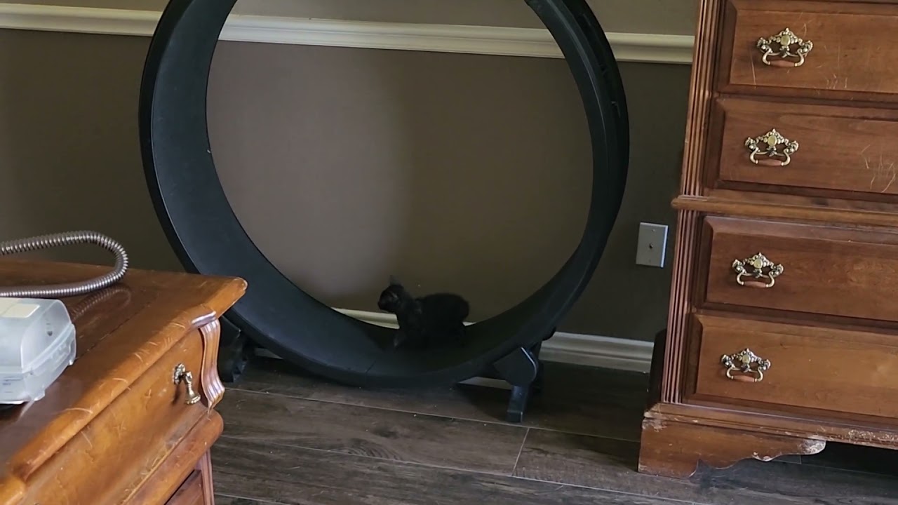Avocato, a ADOPTABLE Manx in Fort Worth, TX video 2/6