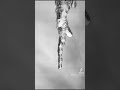 How icicles are formed #science #shorts