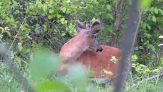 Deer - Short.MOV