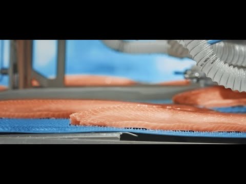 FISH CLUB Origins - Norwegian Rainbow Trout (Hofseth International | The Source of Excellence)