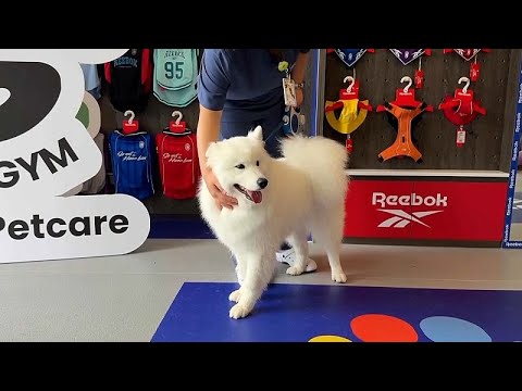 Video Thumbnail: Shanghai launches China’s first fitness centre for dogs