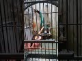 Cendet Banaspati Ngekek Gereja Super Panjang