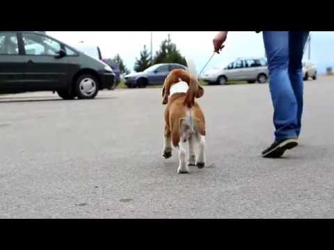 BACARDI VOLCANO OF DEVIZAS - 1 year, 3 months old