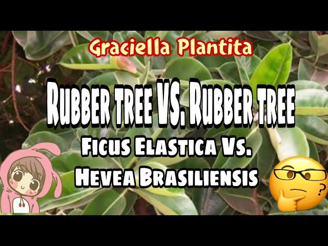 英语中para rubber tree的视频发音