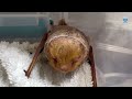 Rescuing A Microbat On A Car Antenna This Is Betty Batty