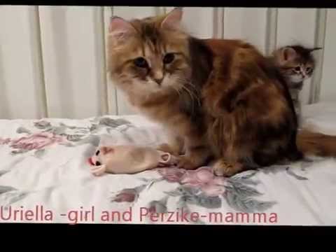 Uriella  and Ulla girls 7 weeks and Perzike