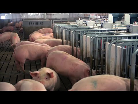 , title : 'La semaine verte | Course au vaccin contre la peste porcine'