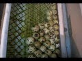 № 2 Закладка яиц в инкубатор. The laying of eggs in the incubator 
