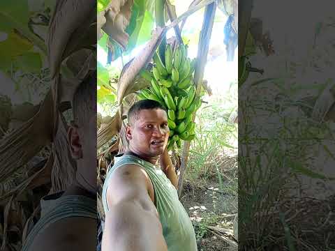 chácara da dona Francisca Sampaio Tocantins