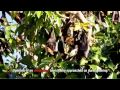 Tourists Love Bats Flying Fox TV Commercial