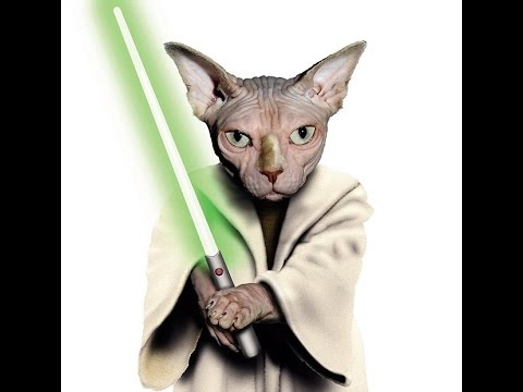 Jedi Cats - Jedi Cats Best Of Trailer - Jedi Kitten Jedi Force Lightsaber – Funny Kitens