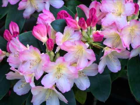 INESSA GALANTE & SAMSONS IZJUMOVS Lucia di Lammermoor - Decor Rododendron (INFO)