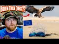 American Reacts to Wildlife Throughout Europe..